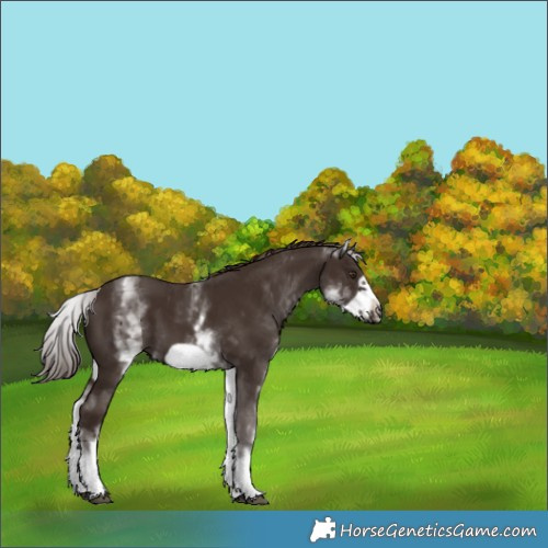 Horse Color:White Spotted Liver Chestnut Frame