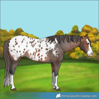 Horse Color:Bay Splash Blanket 
