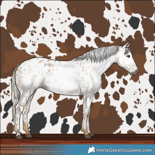 Horse Color:Gray Palomino Near Leopard 