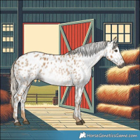 Horse Color:Gray Palomino Near Leopard
