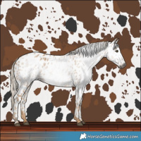 Horse Color:Gray Palomino Near Leopard 