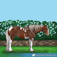 Horse Color:Silver Bay Tobiano Skewed Appaloosa 