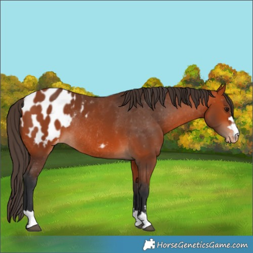 Horse Color:Bay Appaloosa Rabicano 