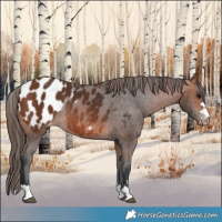 Horse Color:Bay Appaloosa Rabicano
