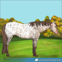 Horse Color:Brown Dun Appaloosa  and Sable Champagne Dun Appaloosa 