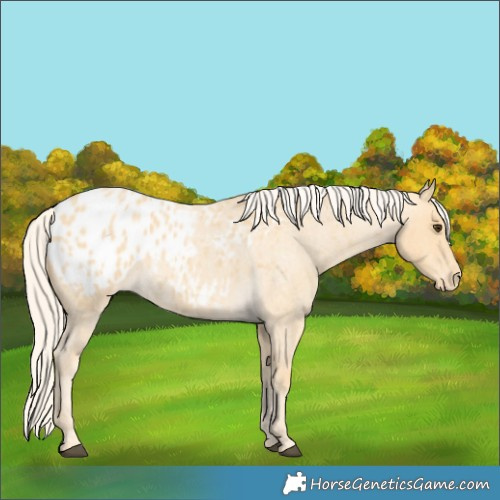 Horse Color:Palomino Roan Appaloosa