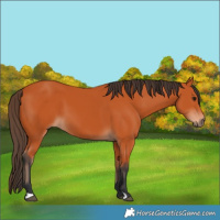 Horse Color:Bay 