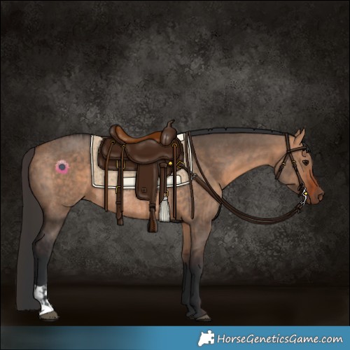 Horse Color:Bay Dun and Bay Dun Rabicano