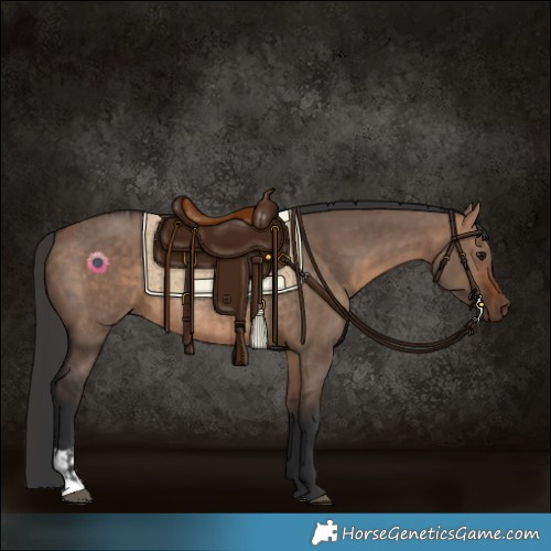 Horse Color:Bay Dun  and Bay Dun Rabicano 