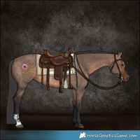 Horse Color:Bay Dun  and Bay Dun Rabicano 