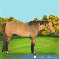 Horse Color:Buckskin 