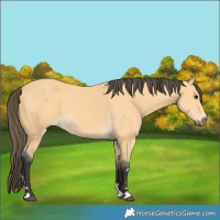 Horse Color:Buckskin 