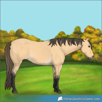 Horse Color:Buckskin 