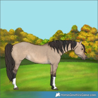 Horse Color:Bay Dun  and Bay Dun 