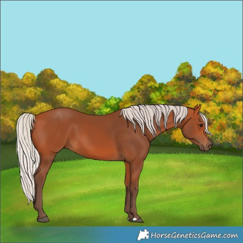 Horse Color:Silver Bay 