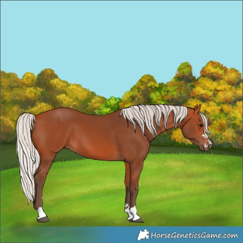 Horse Color:Silver Bay 