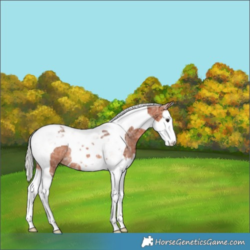 Horse Color:Silver Brown Ice Splash Tobiano Varnish Rabicano 