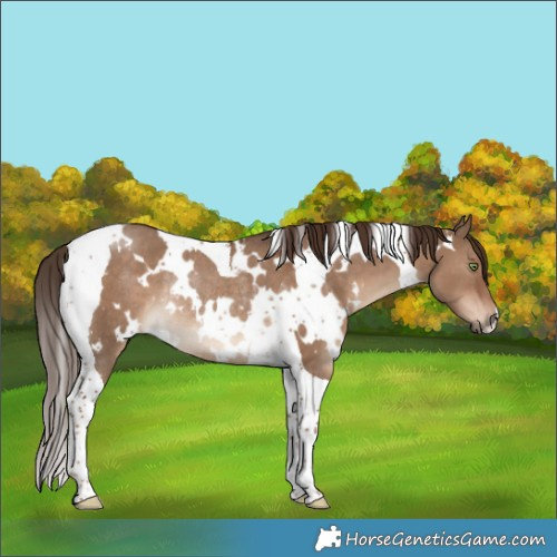 Horse Color:White Spotted Liver Red Dun Tobiano Rabicano