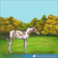 Horse Color:White Spotted Liver Red Dun Tobiano Rabicano 