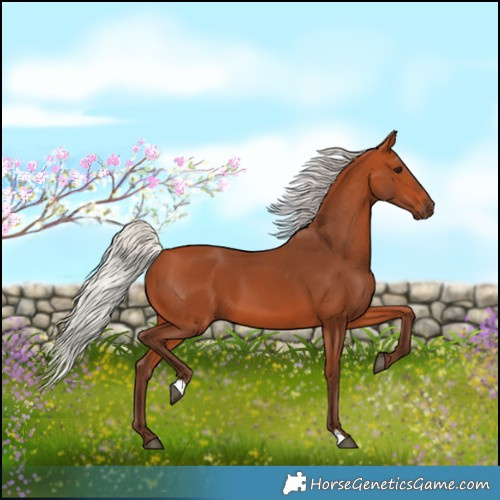 Horse Color:Silver Bay 