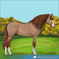 Horse Color:Red Dun 