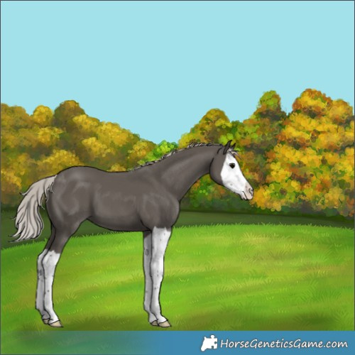 Horse Color:Unknown 