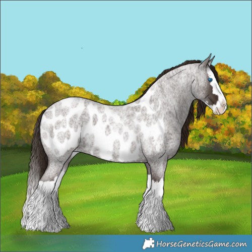Horse Color:Liver Red Roan Splash Appaloosa