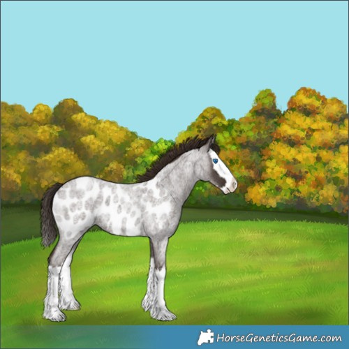 Horse Color:Liver Red Roan Splash Appaloosa