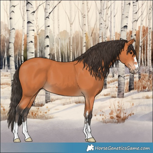 Horse Color:Bay 