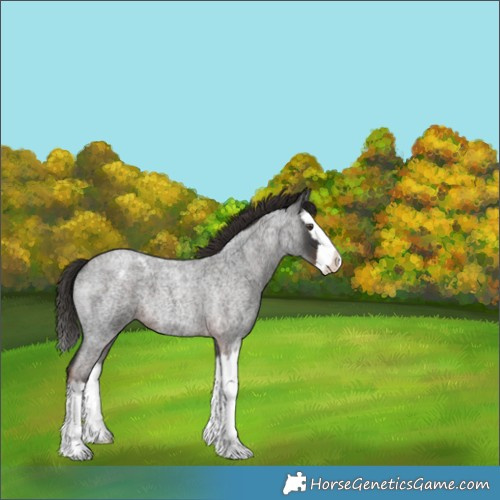 Horse Color:Liver Red Roan Splash Appaloosa 