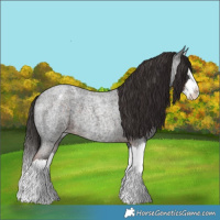 Horse Color:Liver Red Roan Splash Appaloosa 