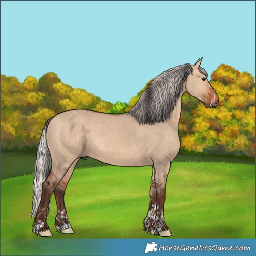 Horse Color:Bay Dun  and Silver Bay Dun 