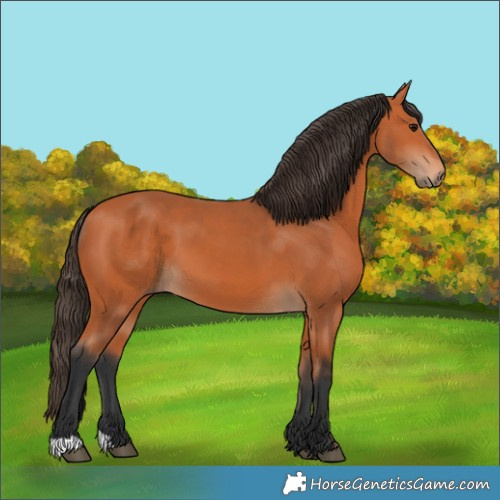Horse Color:Unknown 