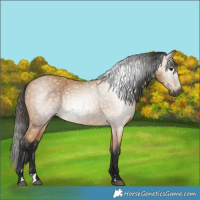 Horse Color:Gray Buckskin