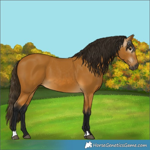Horse Color:Gray Buckskin 