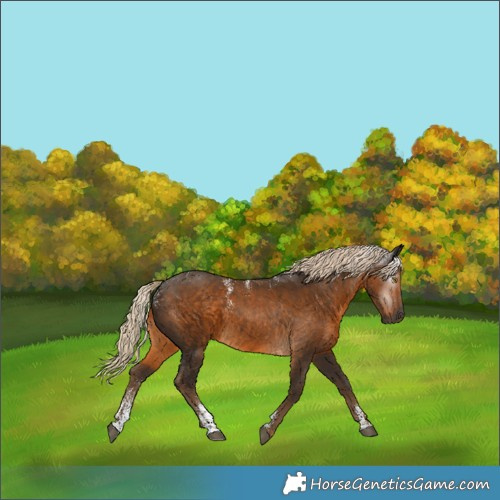 Horse Color:Powder White Gray Chocolate Palomino 