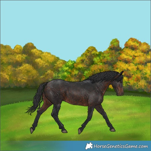 Horse Color:Brown Rabicano