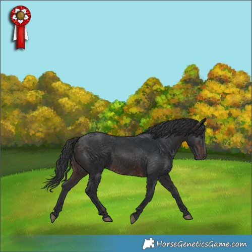 Horse Color:Brown Rabicano 