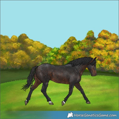Horse Color:Brown Rabicano 
