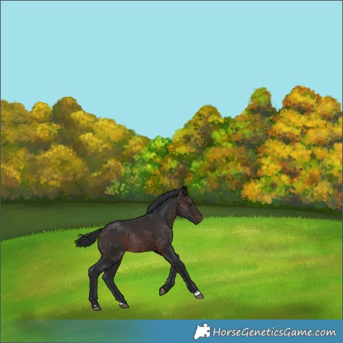 Horse Color:Brown Rabicano 