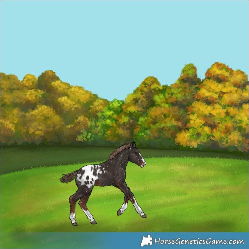 Horse Color:Liver Chestnut Splash Appaloosa 