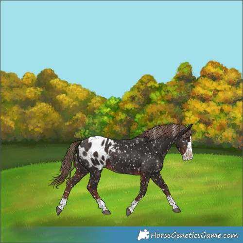 Horse Color:Liver Chestnut Splash Appaloosa 