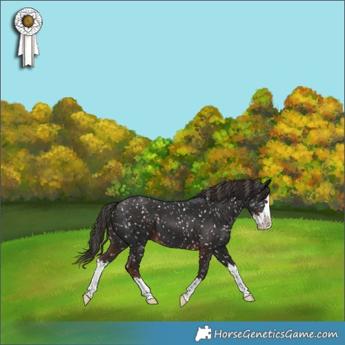 Horse Color:Liver Chestnut Splash Appaloosa 