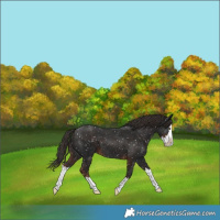 Horse Color:Liver Chestnut Splash Appaloosa 