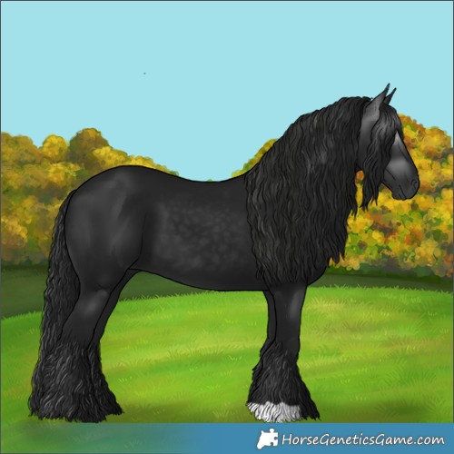 Horse Color:Gray Black 