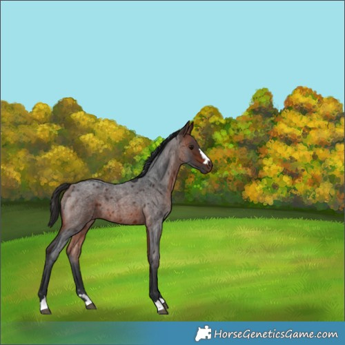 Horse Color:Brown Roan 