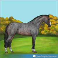 Horse Color:Brown Roan 