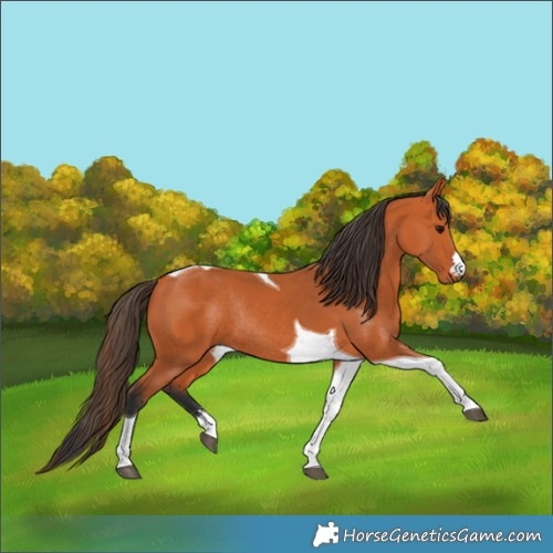 Horse Color:Bay Tobiano Rabicano 