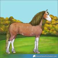 Horse Color:Painted Bay Sabino Splash Appaloosa 