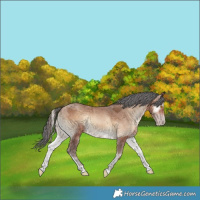 Horse Color:Sable Champagne Onyx Merle Rabicano